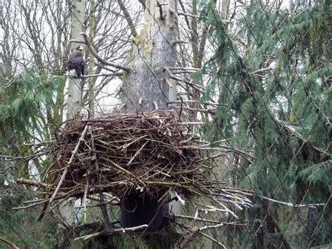 Steller's Sea Eagle + Nest - ZooChat