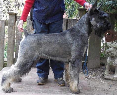 salt and pepper giant schnauzer - Google Search - Tap the pin for the ...