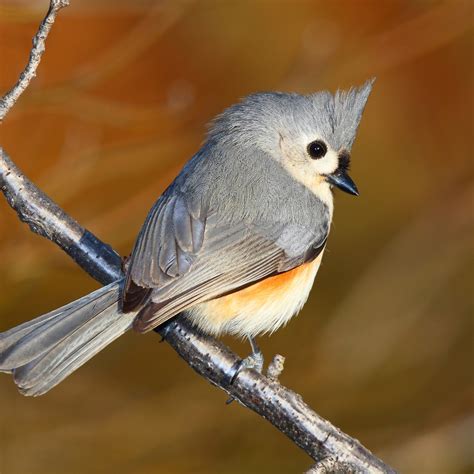 The Tufted Titmouse is small, dynamic but has difficulty in acrobatics ...