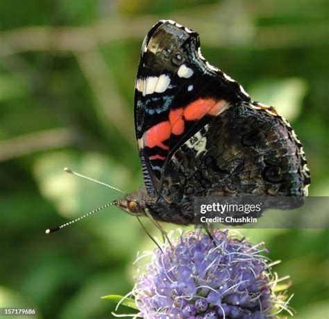 Red Admiral Butterfly Photos and Premium High Res Pictures - Getty Images