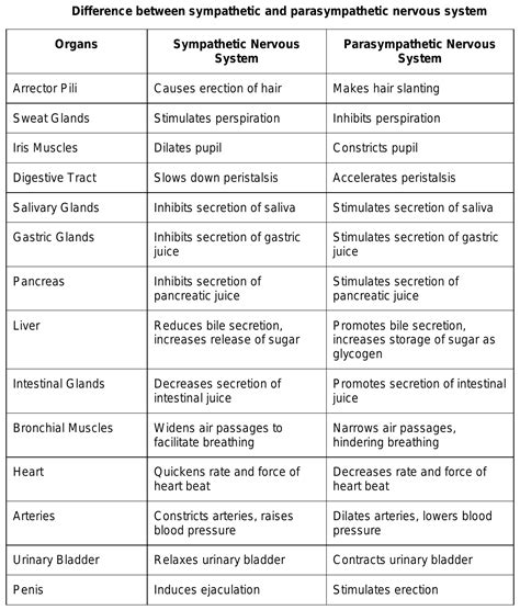 Parasympathetic And Sympathetic Nervous System Differences