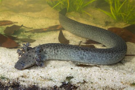 Encore: New Giant Salamander Species Discovered in the Florida Panhandle | WJCT NEWS