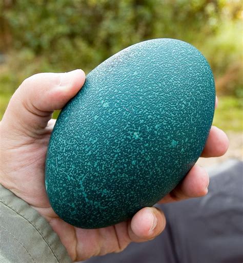 emu egg - Google Search | Emu egg, Emu, Australian birds