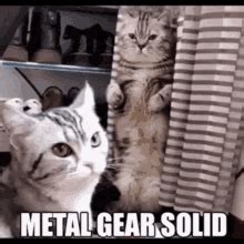 Metal Gear Solid Cat GIF - Metal Gear Solid Cat Hide - Discover & Share ...