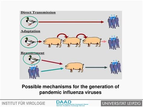 Avian influenza virus and transmission