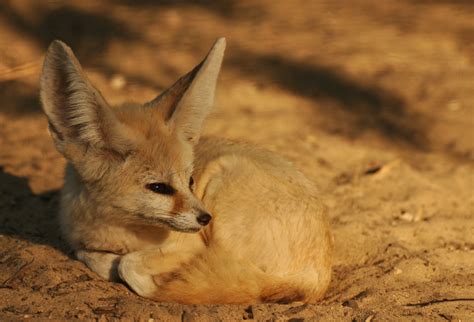 Fennec (Vulpes zerda) - ZooChat