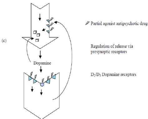 slsi.lk - how long for sulfatrim to work | What is the mechanism of ...