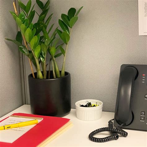 Best Plants For Office | vlr.eng.br