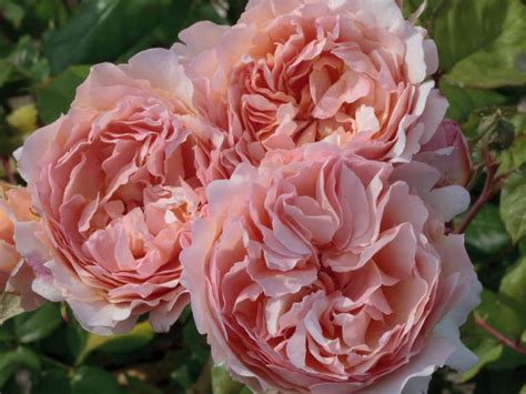 Star Roses and Plants Receives Four Awards from American Garden Rose ...