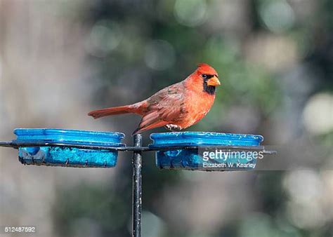 220 Cardinal Bird Feeder Stock Photos, High-Res Pictures, and Images ...