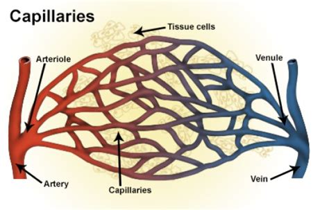 Differences Between Continuous Capillaries Fenestrated Capillaries and Sinusoidal Capillaries ...