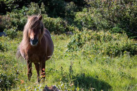 Wild Horses in Virginia: Population and Where to See Them - A-Z Animals