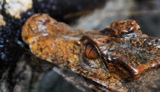 Alligator Habitat: Exploring Their Natural Environment - Reptile Behavior