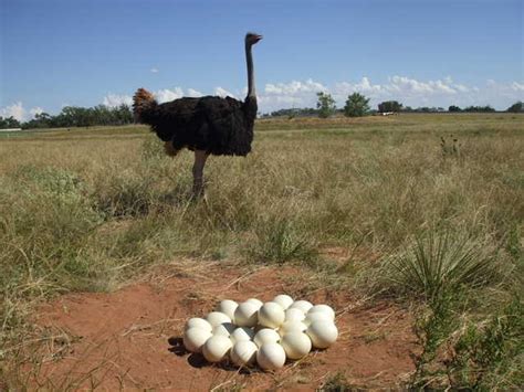 Ostrich nest | Eggs image, Pet birds, Ostrich bird