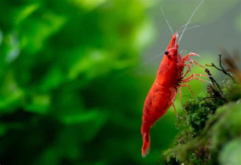 Red Cherry Shrimp - Care, Tank Setup, Tank Mates, Breeding and More