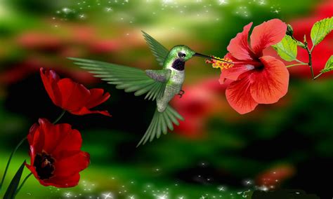 beautiful flowers hummingbirds | Hummingbird Wallpaper Backgrounds ...