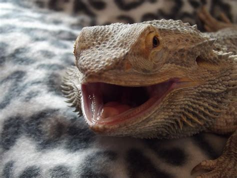 A bearded dragon smiling! : aww