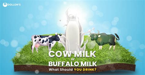 Cow Milk or Buffalo Milk - What is Good for You?