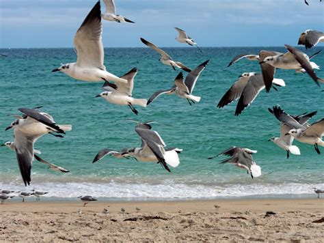 Flock of Seagulls Flying Over Beach - Jill Nightingale - Photography, Places & Travel, United ...