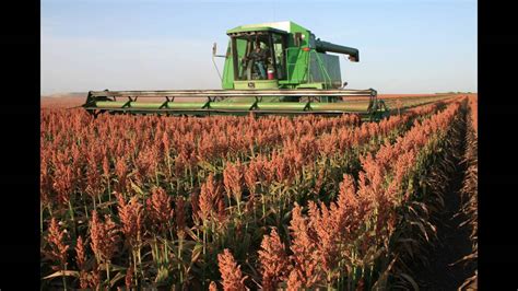 Sorghum in the Field: From Planting to Harvest - YouTube