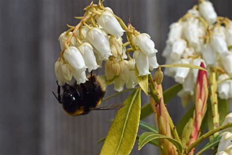 Pieris: planting, care & propagation - Plantura