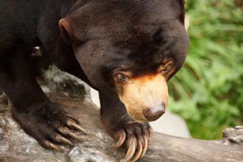 Sun Bear | The Animal Facts | Appearance, Behavior, Habitat, Lifespan