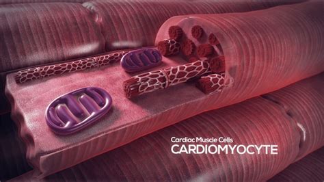 Allevi Author: GWU Bioprinting Heart Tissue | Blog - Allevi