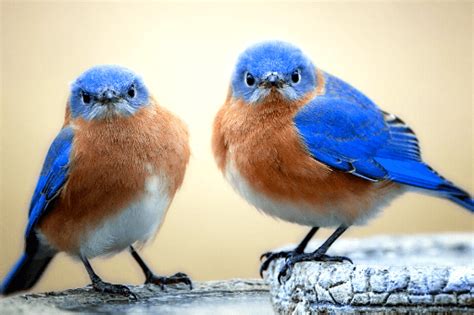 25 Amazing Pictures of Bluebirds - American Bird Conservancy