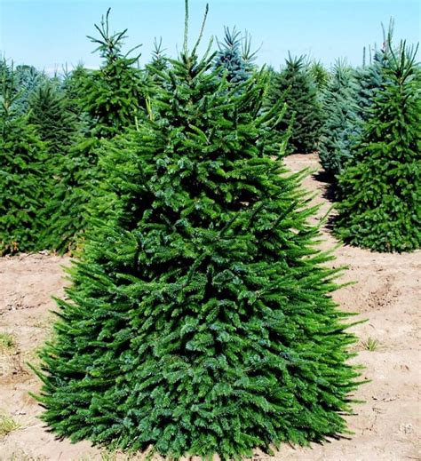 Serbian Spruce Trees For Sale Online | The Tree Center