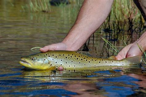 10 Best Locations for Fly Fishing in Oregon - Where to Fish OR