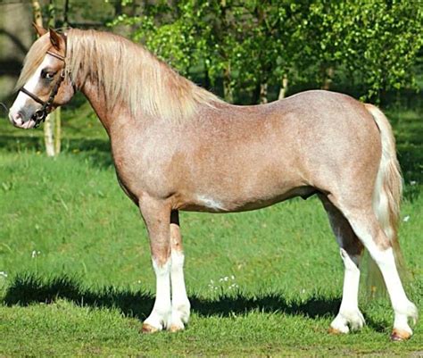 Red roan sabino Welsh Mountain Pony section A stallion, Ysselvliedts Helcyon. The high white ...