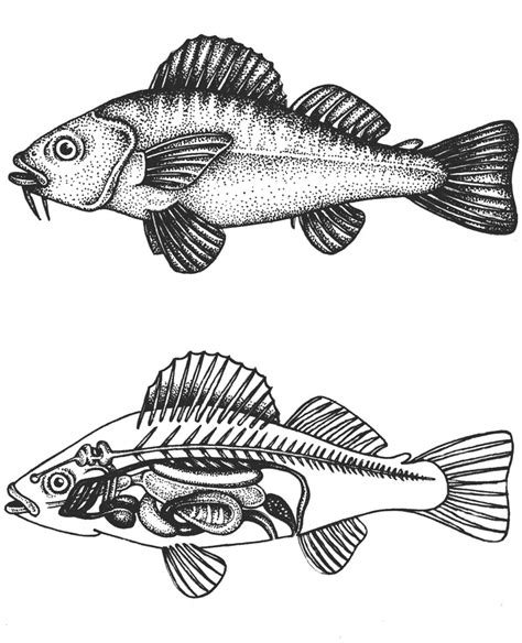 Fish anatomy diagram - Lizzie Harper