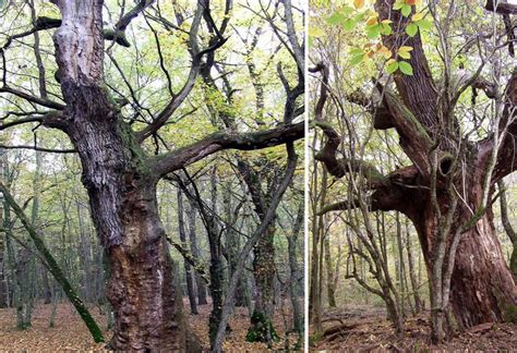 Cea mai veche pădure din România