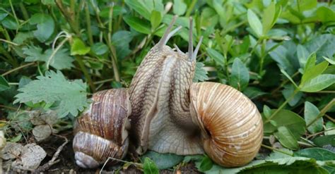 Snail Mating Habits: How Do Snails Reproduce? - A-Z Animals