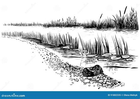 Bank Van De Rivier of Het Moeras Met Riet En Cattail Schetsmatige Stijl ...