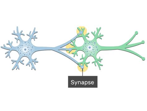 Neuron Diagram Synapse