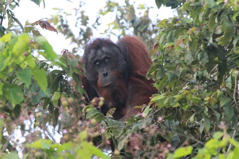 KINABATANGAN WILDLIFE EXPEDITIONS: Kinabatangan Wildlife Orang Utan ...