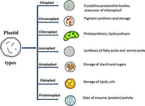 Plastid and its various types with their respective organelle function. | Download Scientific ...