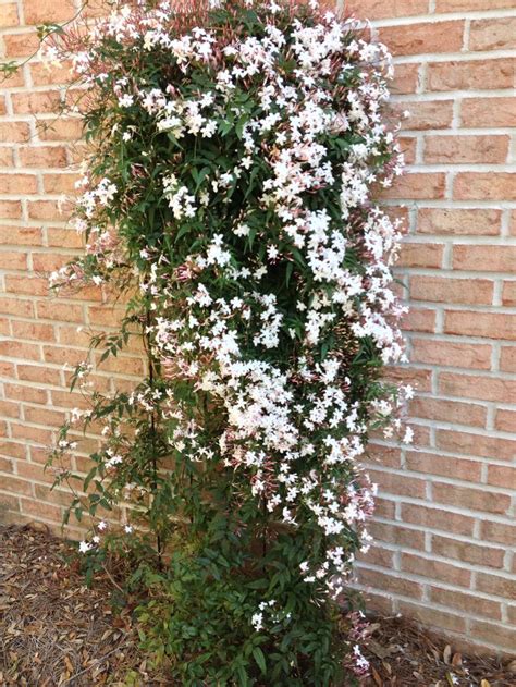 Jasmine | Jasmine plant, Outdoor gardens, Plants