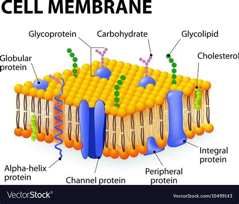 Cell Membrane Diagram And Functions