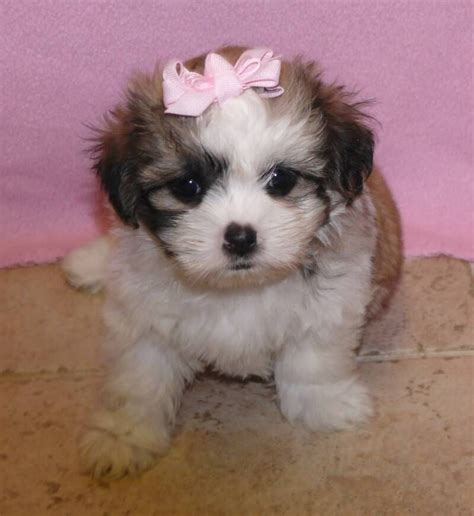 Malshi (Maltese x Shih Tzu) | Very cute puppies, Cute animals, Cute dogs