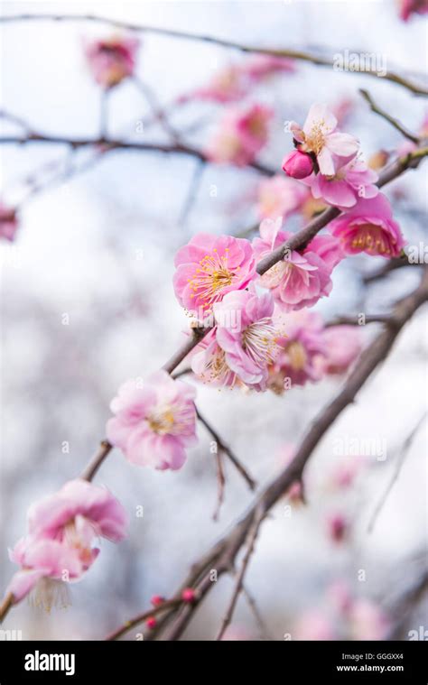 Ume Festival, Hanegi Park, Setagaya-Ku, Tokyo, Japan Stock Photo - Alamy