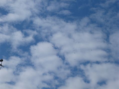 Connecticut Audubon Society: Blue Jay migration