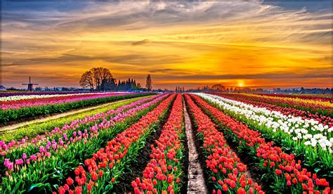 Download White Flower Red Flower Purple Flower Field Colorful Colors Sunset Nature Tulip 4k ...