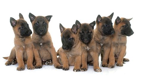 Puppies Belgian Shepherd Malinois Stock Photo - Download Image Now - iStock