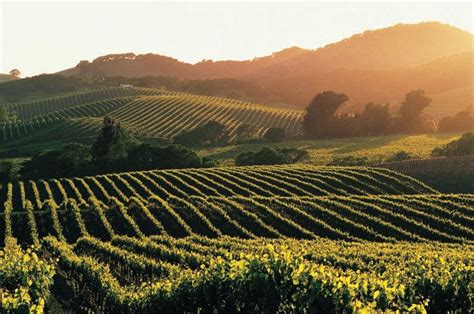 Tips for a Self-Guided Driving Tour of Napa Valley Wine Country - WanderWisdom