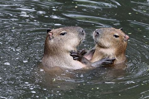 Capybara | Capybara pet, Capybara, Exotic pets