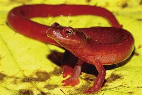 Pink salamander present in Panamanian forest is a brand new species – Library Generation