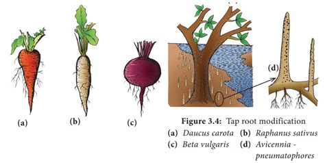 Tap root modification