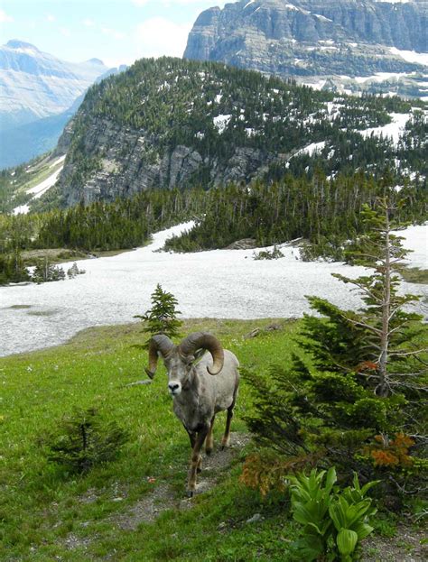 outside of the bubble: Bighorn Sheep and Mountain Goat pictures